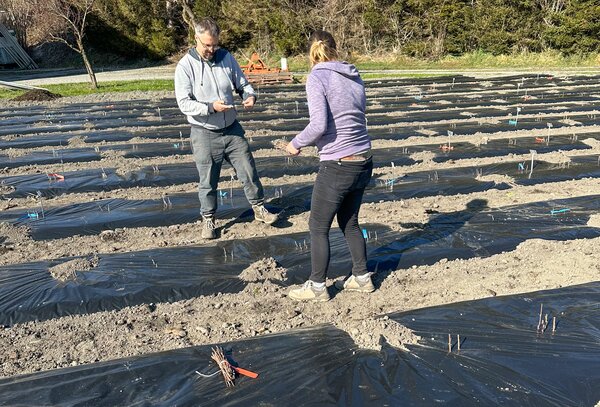 S&eacute;lection vari&eacute;tale, buissons &agrave; baies, plantation, printemps 2025