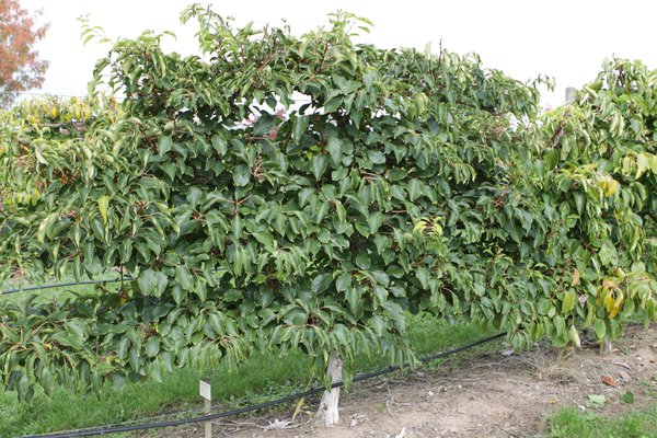 Kiwa&iuml;, <i>Actinidia arguta</i>, Lubera