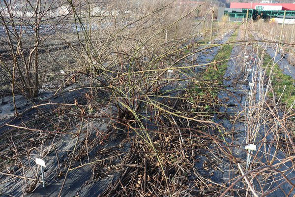 Taille des m&ucirc;riers Rubus fruticosus Lubera