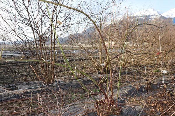 Taille des m&ucirc;riers Rubus fruticosus Lubera
