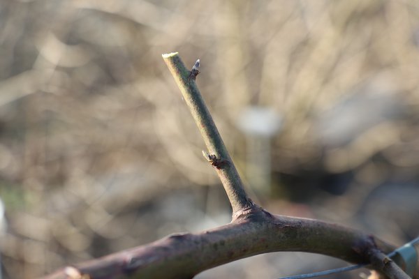 Taille des m&ucirc;riers Rubus fruticosus Lubera