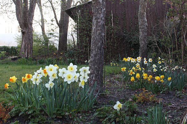 Narcisses parfum&eacute;s, Article du journal de jardinage &laquo; Parfum des narcisses &raquo;, plantation test de narcisses au printemps 2025