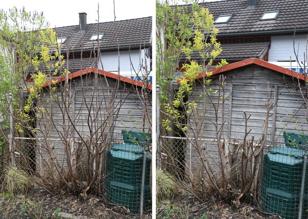 Taille estivale des figuiers Lubera Figue d&rsquo;automne avant et apr&egrave;s la taille d&rsquo;hiver