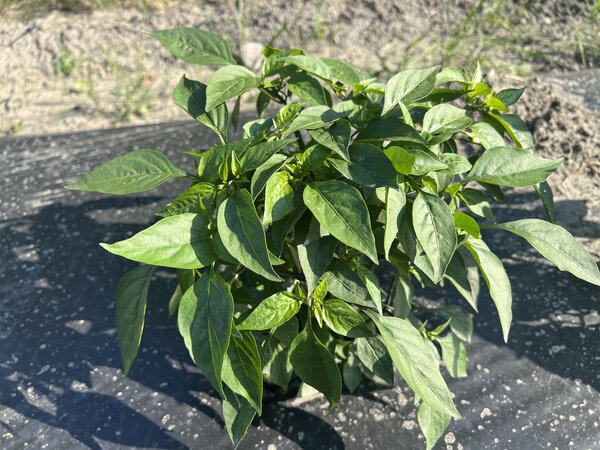 Piment en feuilles, Capsicum annuum , Mon piment ne fleurit pas
