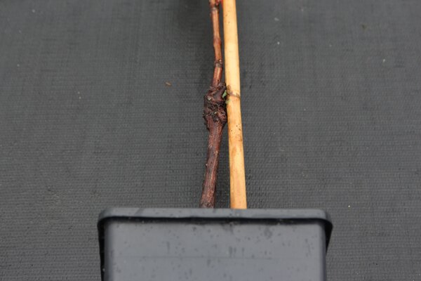 Greffe de vigne, bouture de vigne, multiplier la vigne,