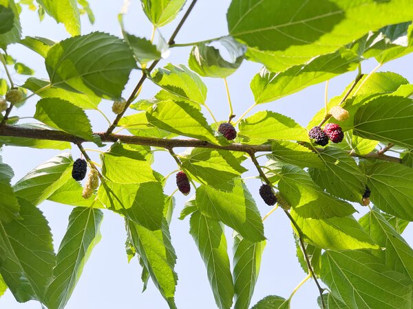 Morus 'Gelso della Regina', fruits du m&ucirc;rier