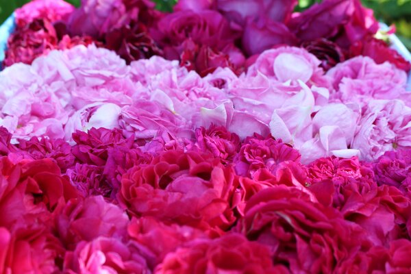Roses pour sirop, roses pour sirop, sirop de rose, rose historique centifolia muscosa, &laquo; Baron Girod de L'Ain &raquo;, &laquo; Rose de Resht &raquo;, roses parfum&eacute;es &laquo; Pure Aroma &raquo;, &laquo; Adore Aroma &raquo;