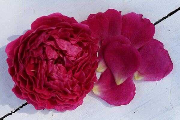 P&eacute;tales de rose parfum&eacute;e &laquo; Pure Aroma &raquo;, sirop de rose