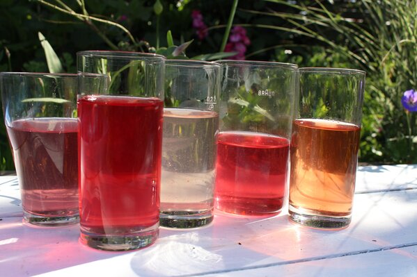 Roses pour sirop, roses pour sirop, sirop de rose, rose historique centifolia muscosa, &laquo; Baron Girod de L'Ain &raquo;, &laquo; Rose de Resht &raquo;, roses parfum&eacute;es &laquo; Pure Aroma &raquo;, &laquo; Adore Aroma &raquo;