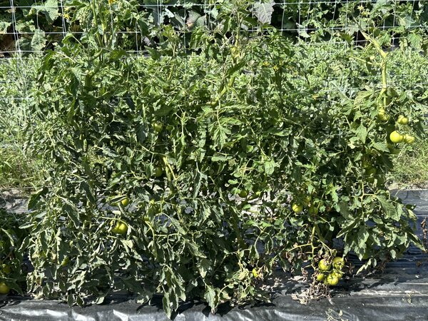 tomate de plein champ, Tomate Voyage, tomate des voyageurs