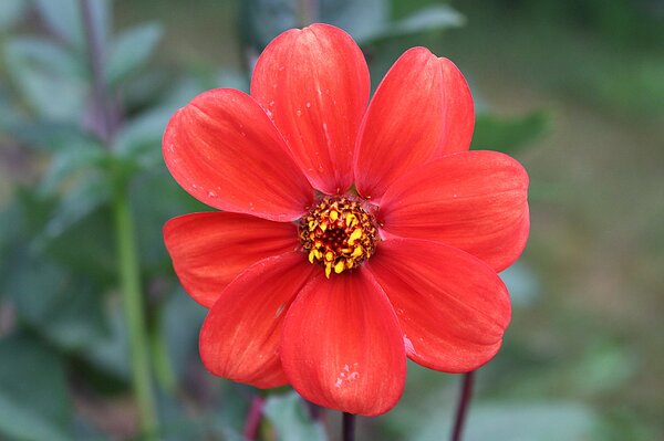 S&eacute;lection vari&eacute;tale des Dahlias, culture des Dahlias