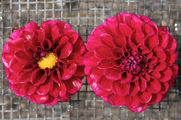 S&eacute;lection vari&eacute;tale de Dahlias, culture des Dahlias