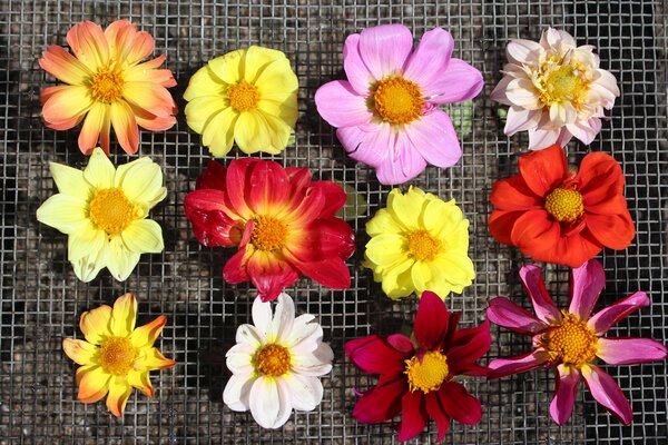 S&eacute;lection vari&eacute;tale des Dahlias, culture des Dahlias