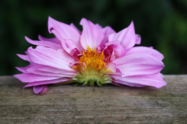 S&eacute;lection vari&eacute;tale de Dahlias, culture des Dahlias