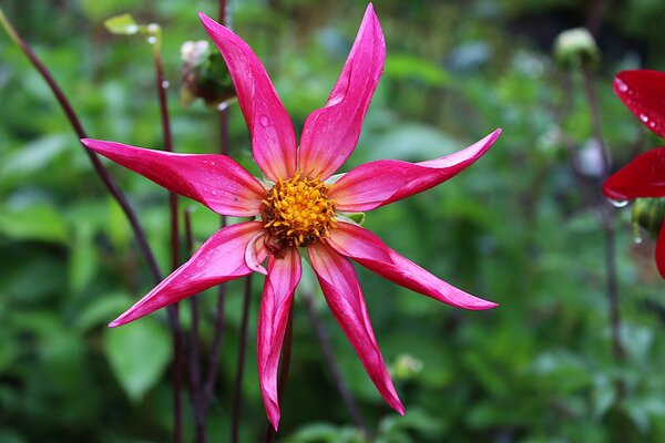 S&eacute;lection vari&eacute;tale des Dahlias, culture des Dahlias