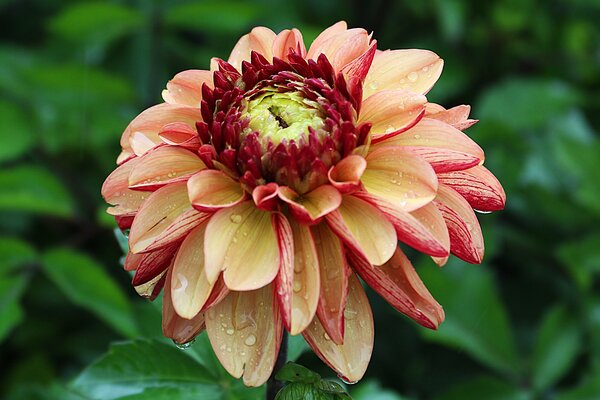 S&eacute;lection vari&eacute;tale des Dahlias, culture des Dahlias
