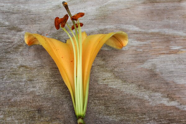 Parfum de lys, zone odorante et anth&egrave;res avec pollen (modif)