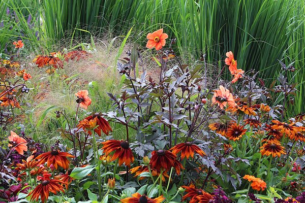 Dahlien kombinieren Gartenbuch-Beitrag, Dahlia 'Bishop of Oxford, Rudbeckia hirta, Eragrostis spectabilis