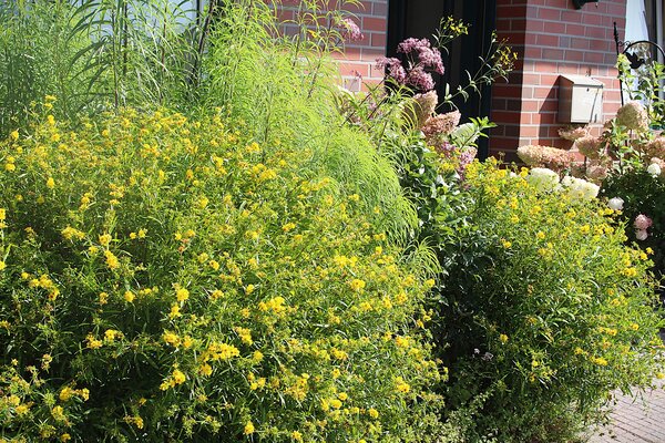 Millepertuis de Kalmian (Hypericum kalmianum) 'Gemo', arbustes &agrave; fleurs