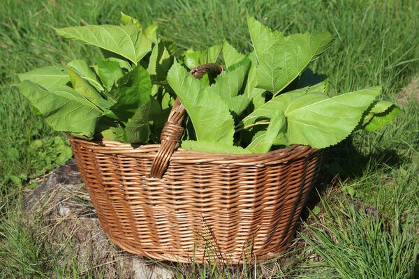 Th&eacute; de m&ucirc;rier, feuilles de morus