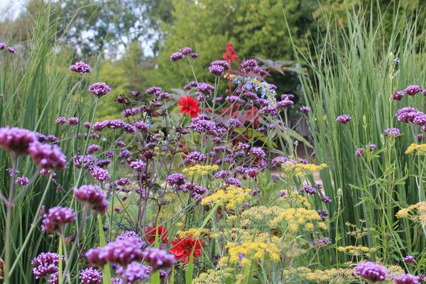 Dahlien kombinieren Gartenbuch-Beitrag, Dahlie  'Bishop of Llandaff', Verbena bonariensis,Gew&uuml;rzfenchel, Panicum virgatum 'Heavy Metal'
