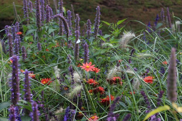 Dahlien kombinieren Gartenbuch-Beitrag, Dahlia, Pennisetum alopecuroides 'Hameln', Duftnessel Agastache 'Black Adder'