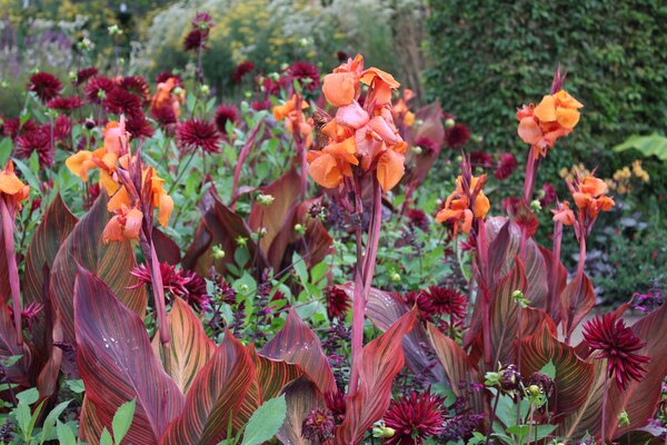Dahlien kombinieren Gartenbuch-Beitrag, Dahlie 'Chat Noir', Canna indica 'Durban'