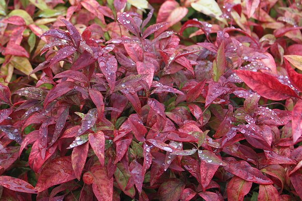 Bambou sacr&eacute; (Nandina domestica) 'Fire Power', Arbustes &agrave; floraison automnale