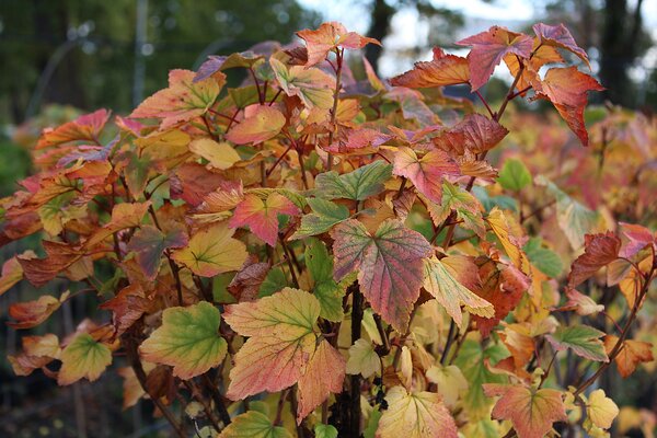 Cassissima&reg; Blackbells&reg;, Arbres fruitiers aux couleurs automnales