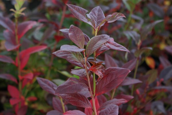 Myrtille cultiv&eacute;e Vaccinium corymbosum, arbuste fruitier aux couleurs automnales