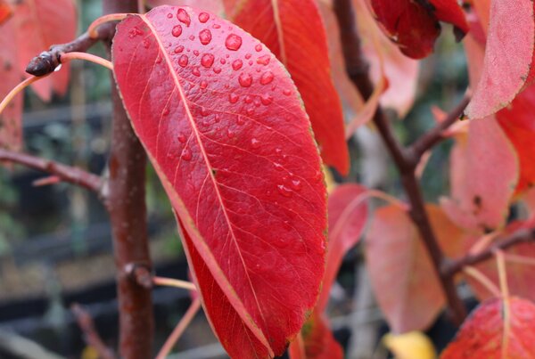 Poirier, arbres fruitiers aux couleurs automnales