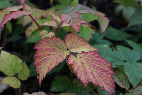 Framboisiers Framboises d'&eacute;t&eacute; Summer Chef&reg; Arbres fruitiers aux couleurs automnales