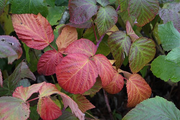 Framboisier d'automne Autumn Passion&reg; Framboisiers Arbustes fruitiers aux couleurs automnales