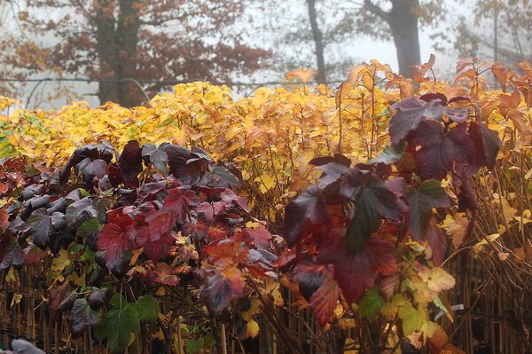 Cassissima&reg; Blackbells&reg;, Arbres fruitiers aux couleurs automnales