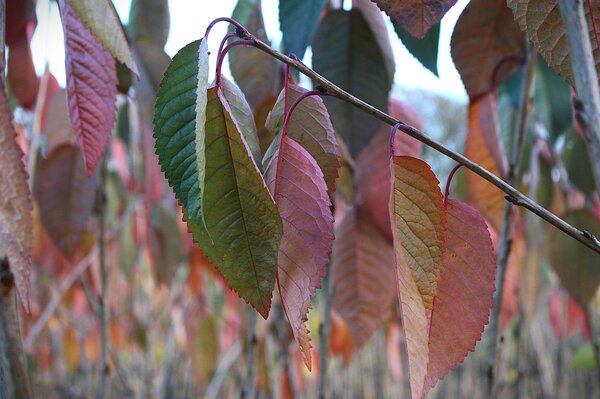 Cerisier &laquo; Kordia &raquo; Arbres fruitiers aux couleurs automnales
