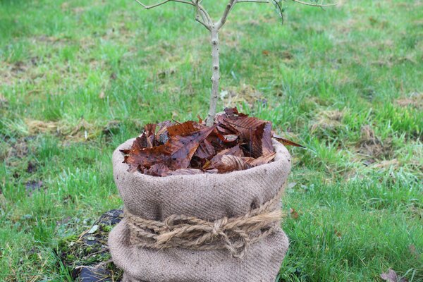 Protection hivernale pour plantes en pot, Lubera