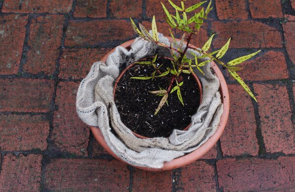 Protection hivernale pour plantes en pot, Lubera