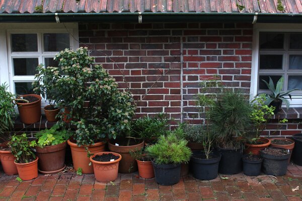 Protection hivernale pour plantes en pot, Lubera