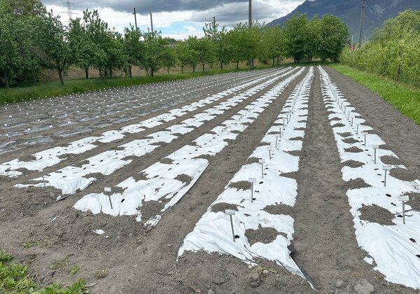 Champ de Buchs, s�lection vari�tale, mai 2026, 1 000 vari�t�s de pommes de terre plant�es