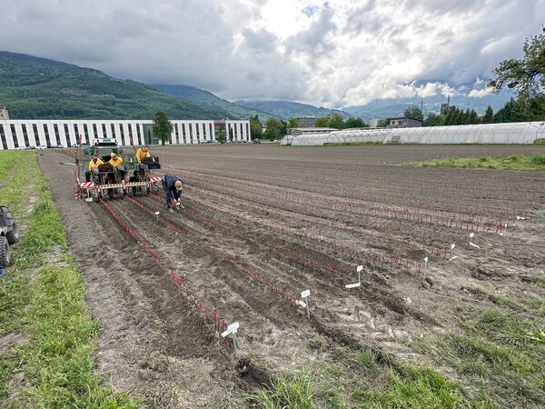 Lubera Buchs, p�pini�re d'arbres fruitiers, plantation en mai 2026