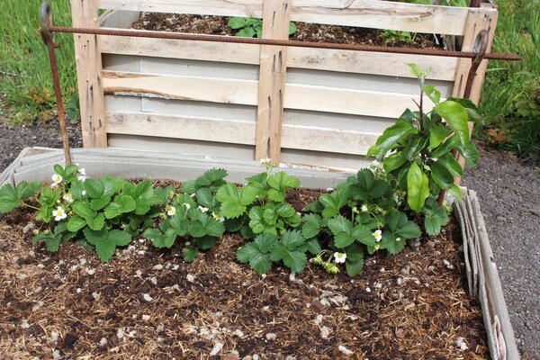 Jardin en plates-bandes sur&eacute;lev&eacute;es Lubera, mai 2026, greffe en espalier &agrave; partir d'un pommier nain Maloni&reg; &laquo; Winzling &raquo;&reg;