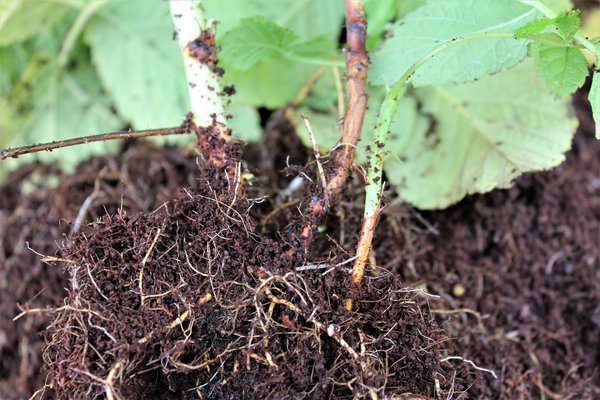 Quelle terre pour les framboisiers, racine de framboisier, Rubus, Lubera