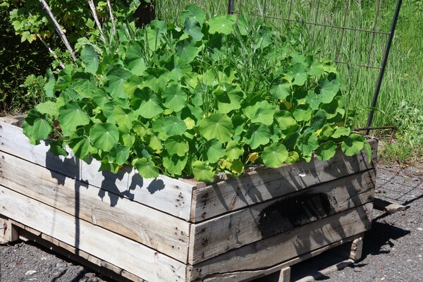 Jardin en plates-bandes sur&eacute;lev&eacute;es Lubera, mai 2026, m&eacute;lange de graines &laquo; Fleurs comestibles &raquo; de Zollinger