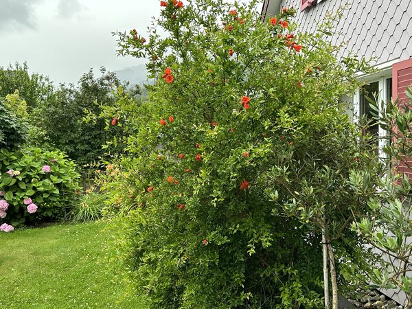 fleur de grenadier, Grenadier (Punica granatum), arbuste, en fleur