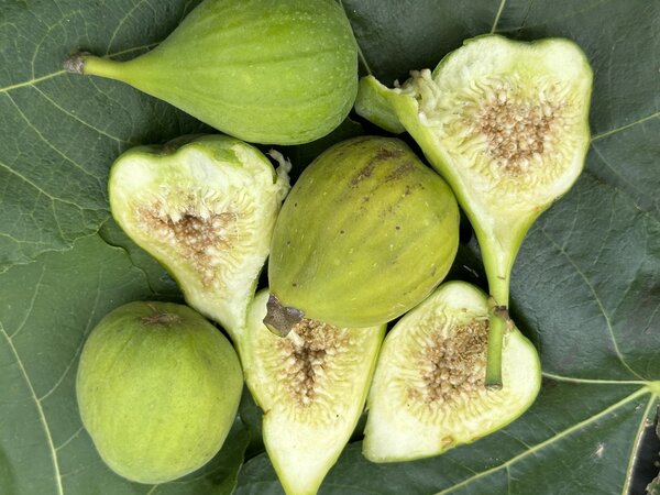 Figue, Ficus carica 'Ariane', figues d'&eacute;t&eacute;