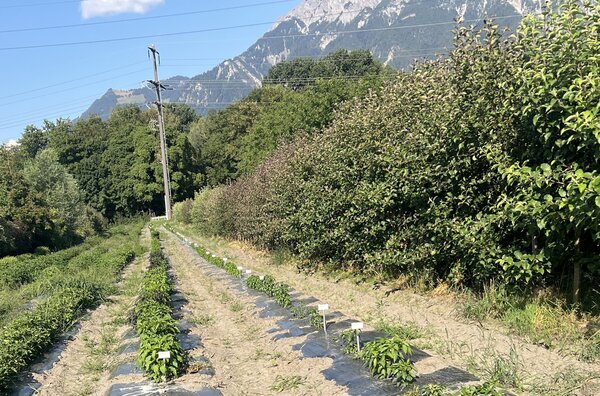 S&eacute;lection vari&eacute;tale du piment dans la vall&eacute;e du Rhin, Mon piment ne fleurit pas