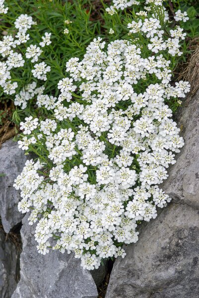 Iberis sempervirens, Immergr�ne Schleifenblume