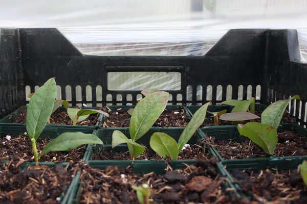 Multiplier un myrtillier Lubera