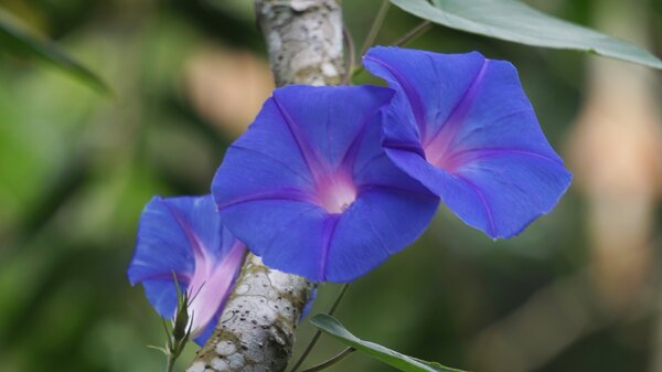 Ipomoea nil