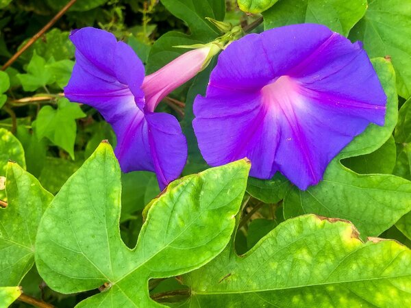 Ipomoea purpurea